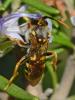 Nomada sp.
